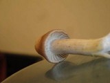 Cuphophyllus pratensis image