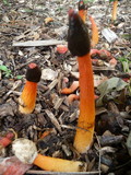 Phallus rubicundus image