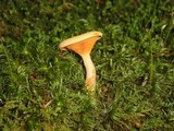Hygrophoropsis aurantiaca image