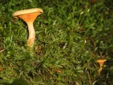 Hygrophoropsis aurantiaca image