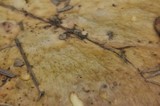 Suillus brevipes image
