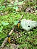 Leotia viscosa image