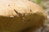 Suillus brevipes image