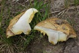 Suillus brevipes image