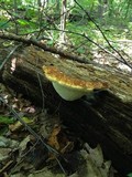 Piptoporus quercinus image