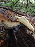Piptoporus quercinus image