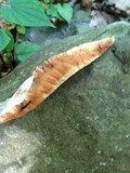 Piptoporus quercinus image