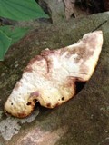 Piptoporus quercinus image