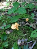 Cantharellus lateritius image