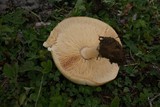 Melanoleuca cognata image