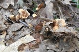 Hydnellum aurantiacum image