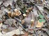 Hydnellum aurantiacum image