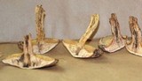 Suillus spraguei image