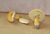 Boletus roxanae image