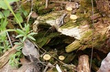 Lichenomphalia umbellifera image