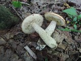 Leccinum pseudoinsigne image