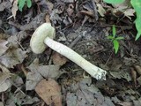 Leccinum pseudoinsigne image