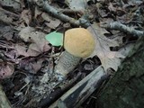 Leccinum pseudoinsigne image