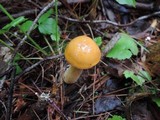 Suillus punctipes image