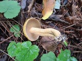 Suillus punctipes image