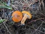 Tricholoma aurantium image