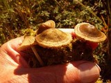 Nolanea staurospora var. incrustata image