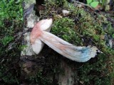 Leccinum snellii image