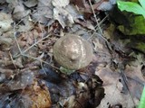 Leccinum snellii image