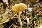 Lichenomphalia umbellifera image