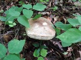Leccinum snellii image