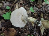 Leccinum snellii image