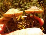 Nolanea staurospora var. incrustata image