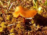 Phaeonematoloma myosotis image