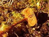 Phaeonematoloma myosotis image