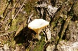 Lichenomphalia umbellifera image