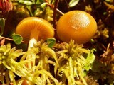 Phaeonematoloma myosotis image