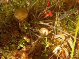 Phaeonematoloma myosotis image