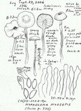 Phaeonematoloma myosotis image