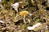Lichenomphalia umbellifera image