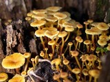 Xeromphalina kauffmanii image