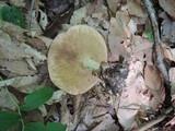 Lactarius argillaceifolius image