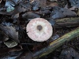 Agaricus placomyces image