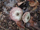 Agaricus placomyces image