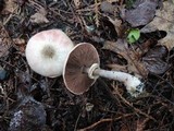 Agaricus placomyces image