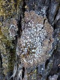 Physconia venusta image