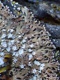Physconia venusta image