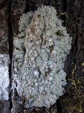 Physconia venusta image