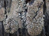 Physconia venusta image