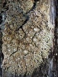 Physconia venusta image