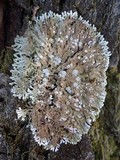 Physconia venusta image